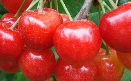 【令和8年産先行予約】 《定期便3回》 夏の果実祭り 『フードシステムズ』 さくらんぼ デラウェア 桃 果物 フルーツ 山形県 南陽市 [2260-R8]