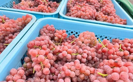 NEW NANYO弾ける泡セット 750ml × 2本 『(株)グレープリパブリック』 シードル 微発砲ワイン 山形県 南陽市 [2337]
