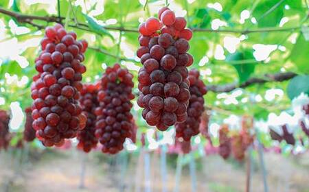 果樹園生まれの 果汁70%ぶどうジュース 「 デラウェア70 」 200ml 4本セット 『漆山果樹園』 山形県 南陽市 [2299]