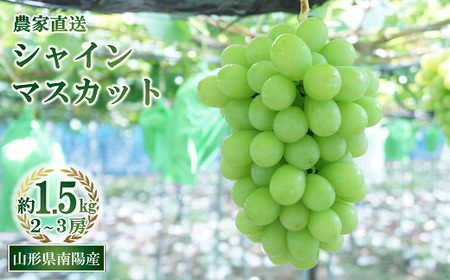 【令和8年産先行予約】 シャインマスカット 約1.5kg (2～3房 秀) 《令和8年9月中旬～発送》 『生産者おまかせ』 マスカット ぶどう 果物 フルーツ デザート 山形県 南陽市 [859-R8]