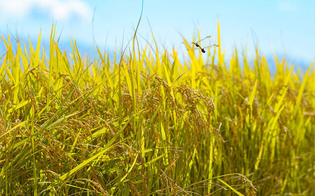 特別栽培米 ヒメノモチ 杵つき餅 丸餅6袋セット 『(株)黒澤ファーム』 餅 もち 杵つき 丸餅 セット 個包装 特別栽培米 ヒメノモチ 正月 雑煮 ぜんざい 山形県 南陽市 [2579]