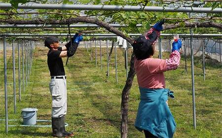 【令和8年産先行予約】 朝どりデラウェア 1箱 (5房前後入り) 《令和8年7月中旬～発送》 『漆山果樹園』 葡萄 ぶどう ブドウ 種なし 新鮮 果物 フルーツ デザート 山形県 南陽市 [660]