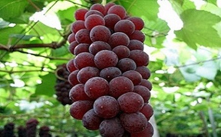 漆山果樹園 ぶどう狩り ＆ 無添加ジェラートのカフェ利用券 1枚 『漆山果樹園』 山形県 南陽市 [786]