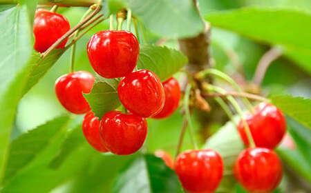 【令和8年産先行予約】 さくらんぼ 「佐藤錦」 約1kg (秀 L以上) バラ詰め 《令和8年6月上旬～発送》 『生産者おまかせ』 サクランボ 果物 フルーツ 産地直送 山形県 南陽市 [881]