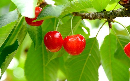 【令和8年産先行予約】 さくらんぼ 「紅秀峰」 約1kg (秀 L以上) バラ詰め 《令和8年6月下旬～発送》 『生産者おまかせ』 サクランボ 果物 フルーツ 産地直送 山形県 南陽市 [887]