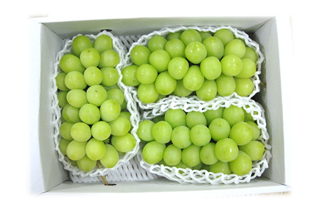 【令和8年産先行予約】 JA シャインマスカット 約1.5kg (2～4房 秀) 《令和8年9月下旬～発送》 『JA山形おきたま』 マスカット ぶどう 果物 フルーツ 山形県 南陽市 [715]