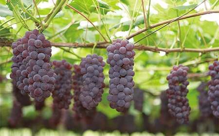 【令和8年産先行予約】 JA デラウェア 約2kg (9～12房 秀） 《令和8年7月下旬～8月下旬発送》 『JA山形おきたま』 葡萄 ぶどう ブドウ 種なし 果物 フルーツ 山形県 南陽市 [921]