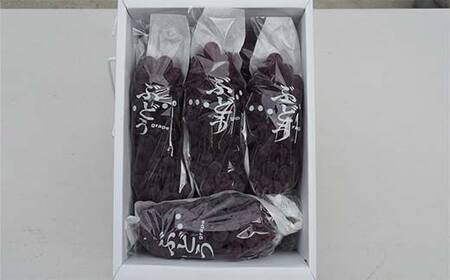 【令和8年産先行予約】 朝どりデラウェア 3箱 (1箱5房前後入り) 《令和8年7月中旬～発送》 『漆山果樹園』 葡萄 ぶどう ブドウ 種なし 果物 フルーツ デザート 山形県 南陽市 [703]