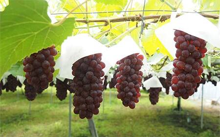 【令和8年産先行予約】 朝どりデラウェア 3箱 (1箱5房前後入り) 《令和8年7月中旬～発送》 『漆山果樹園』 葡萄 ぶどう ブドウ 種なし 果物 フルーツ デザート 山形県 南陽市 [703]