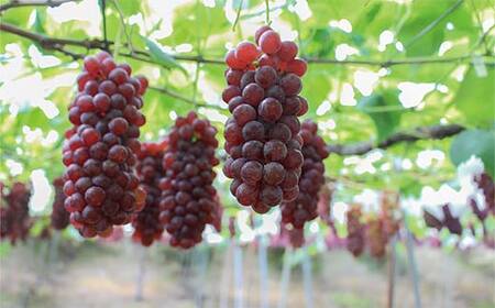 果樹園生まれの 「漆山スパークリングワイン (デラウェア)」 750ml×2本セット 『漆山果樹園』 自家栽培 山形県 南陽市 [1515]
