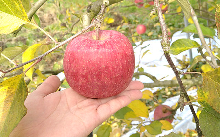 山形県南陽市の完熟りんご100％ジュース 6本セット 『船中農園』 山形県 南陽市 [1257]