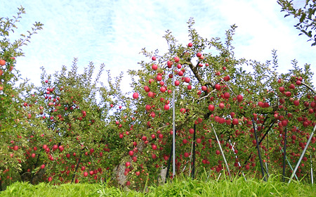 山形県南陽市の完熟りんご100％ジュース 6本セット 『船中農園』 山形県 南陽市 [1257]