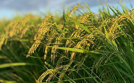 《しまさき農園》南陽市産 特別栽培米 つや姫 5kg 定期便5回 精米 新米 山形県 南陽市 1788