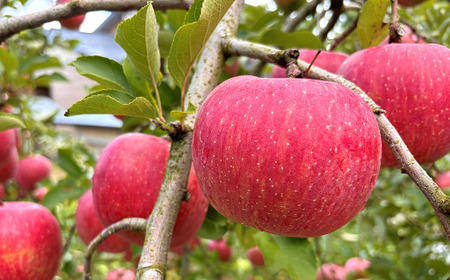 【ネオニコフリー】 まるごと完熟りんごジュース 6本セット ［令和7年産完熟ふじりんご100％使用］ 『遠藤果樹農園』 ネオニコフリー 生産農家直送 ストレート ジュース 山形県 南陽市 [1413]