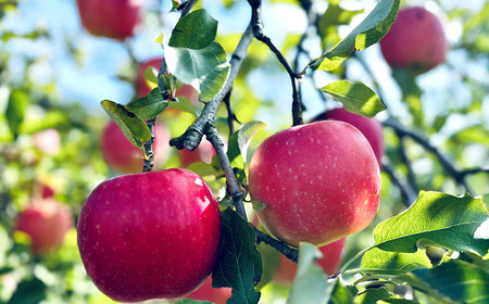 【ネオニコフリー】 まるごと完熟りんごジュース 6本セット ［令和7年産完熟ふじりんご100％使用］ 『遠藤果樹農園』 ネオニコフリー 生産農家直送 ストレート ジュース 山形県 南陽市 [1413]