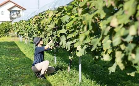 《先行予約》2026年 山形県山辺町産 超大粒 雄宝と特選シャインマスカットセット 2026年9月中旬から順次発送 F21A-240