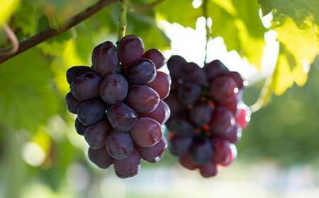 ≪先行予約≫贈答用 2026年山形県産 品種おまかせ 大粒ぶどう3種セット 2.0~2.4kg(3房) 2026年9月中旬から順次発送 ぶどう ブドウ 葡萄 マスカット 大粒 種なし皮ごと食べられる 高級 くだもの 果物 フルーツ 秋果実 産地直送 農家直送 数量限定 ギフト F21A-440