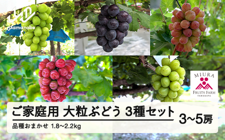【農業者支援】≪先行予約≫ご家庭用 2026年山形県産 品種おまかせ 大粒ぶどう3種セット 1.8～2.2kg（3〜5房） 2026年9月中旬から順次発送 ぶどう ブドウ 葡萄 マスカット 大粒 種なし皮ごと食べられる 高級 くだもの 果物 フルーツ 産地直送 農家直送 数量限定 ギフト 自宅用 訳あり F21A-441