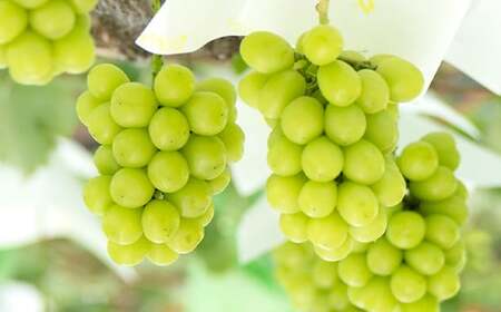 【農業者支援】≪先行予約≫ご家庭用 2026年山形県産 品種おまかせ 大粒ぶどう3種セット 1.8～2.2kg（3〜5房） 2026年9月中旬から順次発送 ぶどう ブドウ 葡萄 マスカット 大粒 種なし皮ごと食べられる 高級 くだもの 果物 フルーツ 産地直送 農家直送 数量限定 ギフト 自宅用 訳あり F21A-441