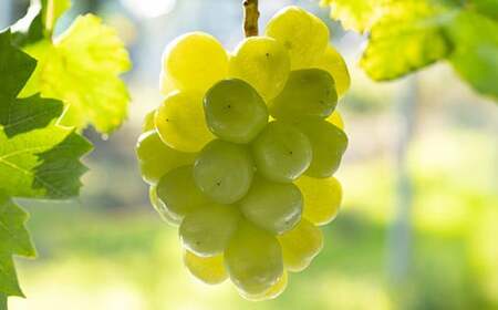 【農業者支援】≪先行予約≫ご家庭用 2026年山形県産 品種おまかせ 大粒ぶどう3種セット 1.8～2.2kg（3〜5房） 2026年9月中旬から順次発送 ぶどう ブドウ 葡萄 マスカット 大粒 種なし皮ごと食べられる 高級 くだもの 果物 フルーツ 産地直送 農家直送 数量限定 ギフト 自宅用 訳あり F21A-441