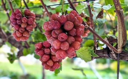 【農業者支援】≪先行予約≫ご家庭用 2026年山形県産 品種おまかせ 大粒ぶどう3種セット 1.8～2.2kg（3〜5房） 2026年9月中旬から順次発送 ぶどう ブドウ 葡萄 マスカット 大粒 種なし皮ごと食べられる 高級 くだもの 果物 フルーツ 産地直送 農家直送 数量限定 ギフト 自宅用 訳あり F21A-441