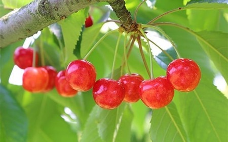 《先行予約》 さくらんぼ 紅秀峰 特秀2Lサイズ 300g 化粧箱鏡詰め 2025年産 令和7年産 山形県産 ns-bst2x300