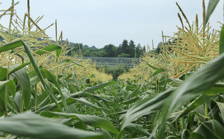 ≪先行予約≫ 農業者支援 ご家庭用 2025年 山形県産 ホワイトコーン 2kg 生で味わう 白とうもろこし トウモロコシ コーン 夏 野菜 やさい ※沖縄・離島への配送不可 ot-cnwwx2