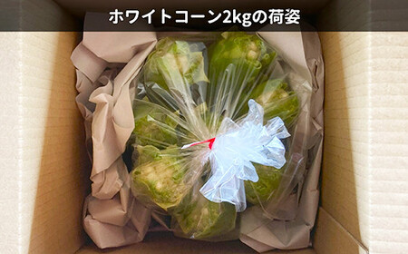 《先行予約》2025年 山形県産 ホワイトコーン 2kg(6〜8本）生で味わう 白とうもろこし トウモロコシ コーン 夏 野菜 やさい ※沖縄・離島への配送不可 F21A-243