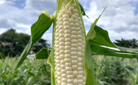 《先行予約》2026年 山形県産 ホワイトコーン ピュアホワイト 2.7kg(7~9本）生で味わう 白とうもろこし トウモロコシ コーン 夏 野菜 やさい ※沖縄・離島への配送不可 F21A-244