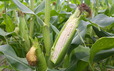 《先行予約》2026年 山形県産 ホワイトコーン ピュアホワイト 2.7kg(7~9本）生で味わう 白とうもろこし トウモロコシ コーン 夏 野菜 やさい ※沖縄・離島への配送不可 F21A-244