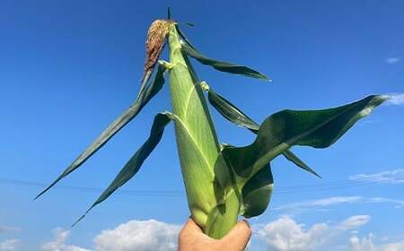 《先行予約》2026年 山形県産 ホワイトコーン ピュアホワイト 2.7kg(7~9本）生で味わう 白とうもろこし トウモロコシ コーン 夏 野菜 やさい ※沖縄・離島への配送不可 F21A-244