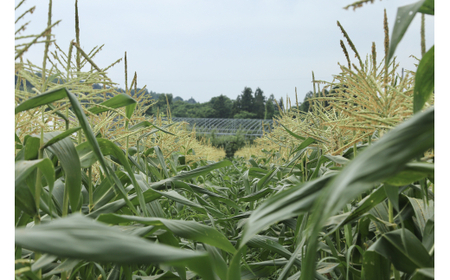《先行予約》2026年 山形県産 ホワイトコーン ピュアホワイト 2.7kg(7~9本）生で味わう 白とうもろこし トウモロコシ コーン 夏 野菜 やさい ※沖縄・離島への配送不可 F21A-244