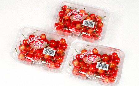 【先行予約】 さくらんぼ ご家庭用 佐藤錦 秀品 M玉以上 約540g 令和8年産 2026年産 山形県産 フルーツ 果物 tf-snpsm540