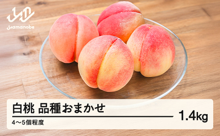 《先行予約》2026年 山形県産 もも 白桃 品種おまかせ 化粧箱入り 約1.4kg  令和8年産 mm-mokox1400