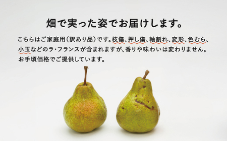《先行予約》ラ・フランス ご家庭用 5kg 令和7年産 2025年産 西洋梨 山形県産 果物 送料無料 ※沖縄・離島への配送不可 ns-laxxw5