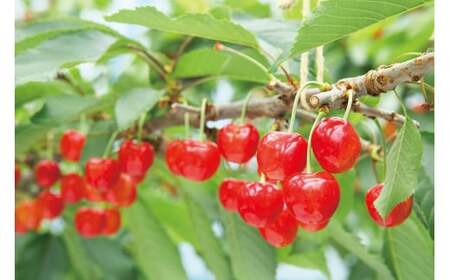 《先行予約》2026年 山形県産 特選やまがた紅王 桐箱詰約1.1kg やまのべ多田耕太郎のさくらんぼ tn-ybxxk1100