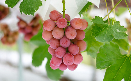 《先行予約》2026年 山形県産 クイーンニーナ ダイヤパック2P やまのべ多田農園のぶどう tn-buqnd2