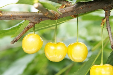 《先行予約》2026年 山形県産 特選月山錦 桐箱 約700g 2L以上 やまのべ多田耕太郎のさくらんぼ サクランボ F20A-058