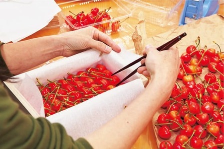 《先行予約》2026年 山形県産 特選月山錦 桐箱 約700g 2L以上 やまのべ多田耕太郎のさくらんぼ サクランボ F20A-058