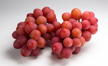 《先行予約》2026年産 クイーンニーナ2~3房入り やまのべ多田農園のぶどう F21A-001