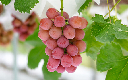 《先行予約》2026年産 クイーンニーナ2~3房入り やまのべ多田農園のぶどう F21A-001