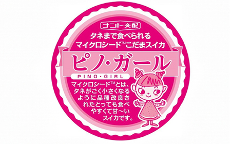 《先行予約》2024年 山形県産 お子さんに大人気！小玉スイカ「ピノガール」 1玉（2.2kg以上）2024年7月下旬から順次発送 すいか スイカ 西瓜 フルーツ 果物 野菜 F21A-245