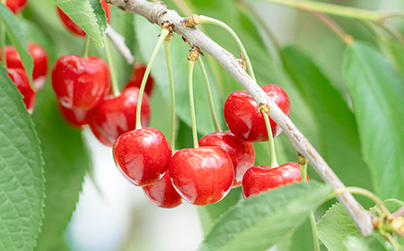 《先行予約》2026年 山形県産 さくらんぼ 紅秀峰 バラ詰（パック） 1kg 特秀 L サクランボ フルーツ F21A-329