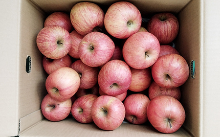 令和8年産 山形県産 サンふじりんご＜訳あり＞ 10kg 32玉～56玉 数量限定 林檎 リンゴ フルーツ 果物 くだもの 家庭用 山形県産 F4A-0380