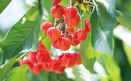 《2026年5月発送開始》中山町の至高！中山町厳選フルーツ定期便 全3回 F4A-0373