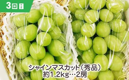 【2025年先行受付】《定期便3回》元気の郷 中山町フルーツ定期便 ～満足サイズ～ 佐藤錦 秋姫 シャインマスカット さくらんぼ サクランボ 葡萄 ぶどう ブドウ すもも スモモ 山形県産 フルーツ 果物 くだもの F4A-0392