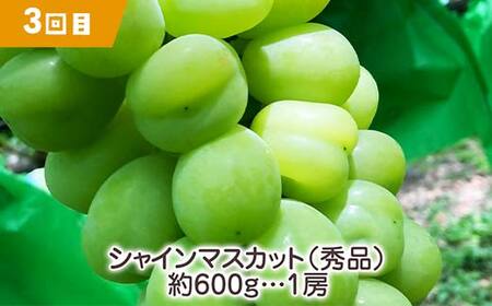  【2025年先行受付】《定期便3回》元気の郷 中山町フルーツ定期便 ～ほどよいサイズ～ 佐藤錦 秋姫 シャインマスカット さくらんぼ サクランボ 葡萄 ぶどう ブドウ すもも スモモ 山形県産 フルーツ 果物 くだもの F4A-0393