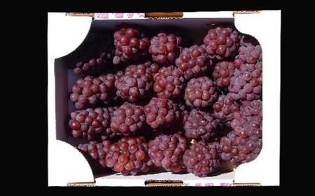 ≪先行予約≫山形県産 デラウェア 1.8kg（9～16房） 秀品 2024年8月上旬から順次発送 種無し 食べやすい ぶどう ブドウ 葡萄 くだもの 果物 フルーツ 夏果実 数量限定 F4A-0529