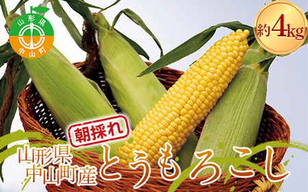 2026年 先行予約》 山形県 中山町産 とうもろこし（スイートコーン