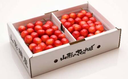 《2026年先行予約》 山形県産 さくらんぼ 佐藤錦 約500g×2パック（L～2Lサイズ） 特秀 果物 フルーツ 山形県 中山町 F4A-0416